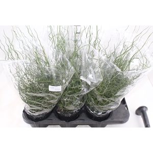 JUNCUS SPIRALIS P15