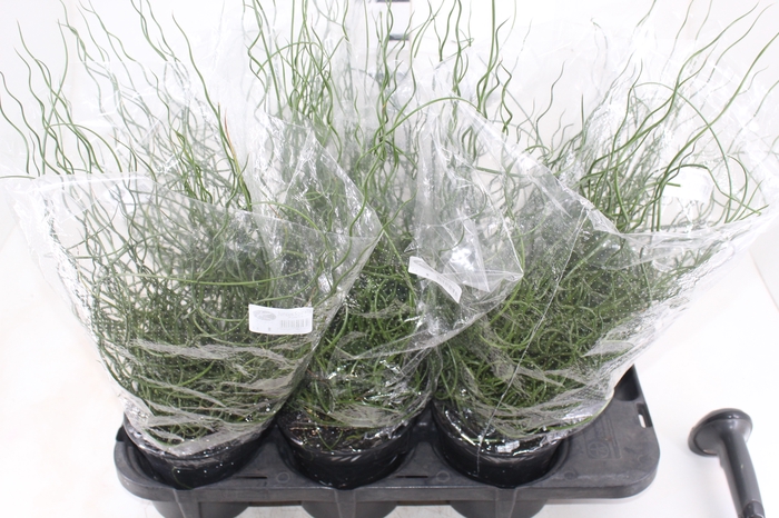 <h4>JUNCUS SPIRALIS P15</h4>