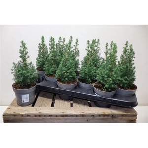 arr8 Cham Th Top Point