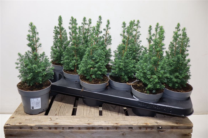 <h4>arr8 Cham Th Top Point</h4>