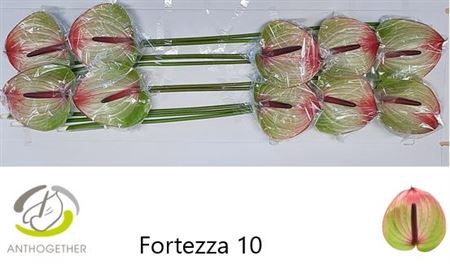 <h4>Anth Xl Fortezza Long Stem</h4>