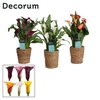 Zantedeschia Mix in Ruby mand (Decorum)