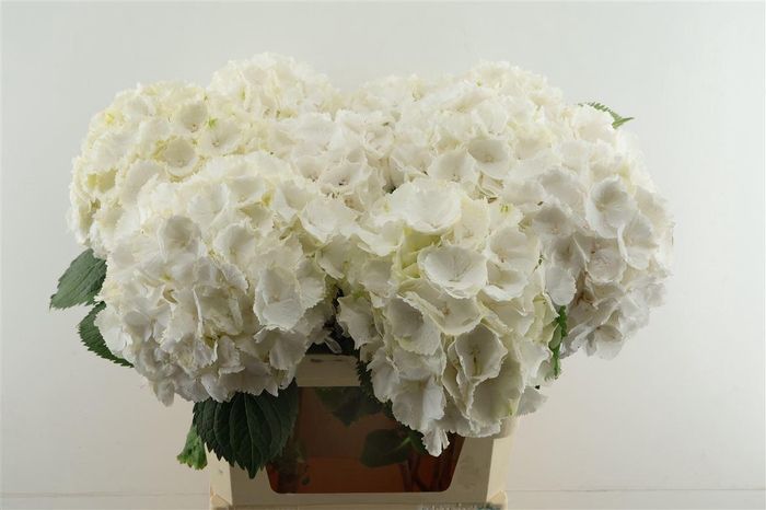 <h4>Hydr M White Verena 65-21</h4>