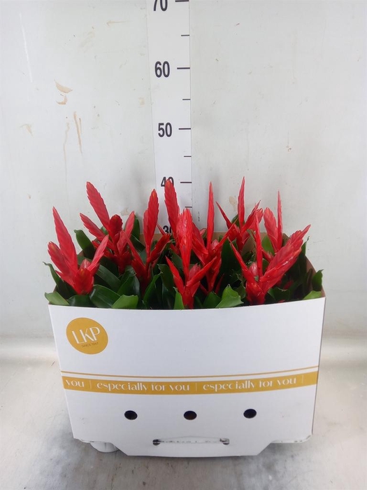 <h4>Vriesea  'Twinkle'</h4>