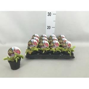 Dionaea muscipula