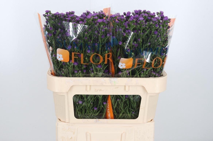<h4>Aster Casamare</h4>