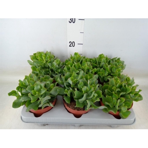 Crassula arborescens 'Curly'