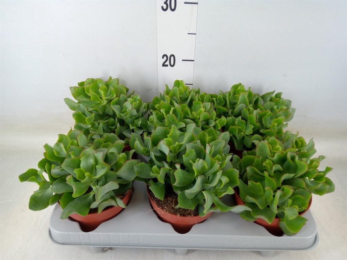<h4>Crassula arborescens 'Curly'</h4>