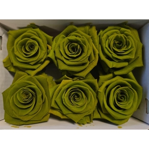 Ro Pres Classic Green Army