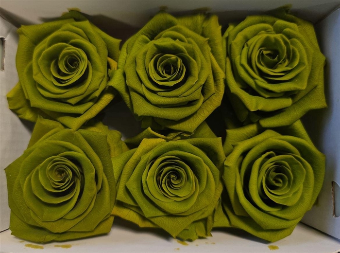 <h4>Ro Pres Classic Green Army</h4>