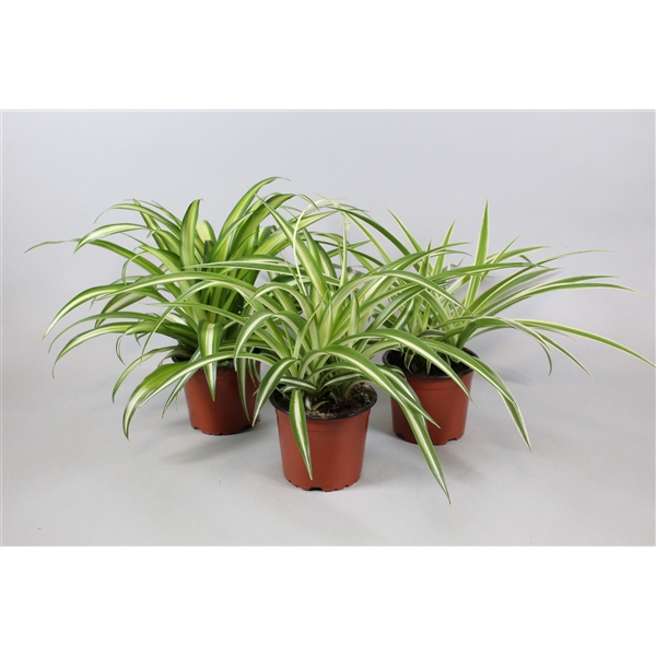 Chlorophytum mix