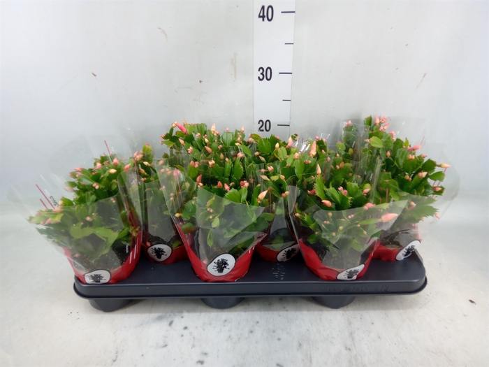 <h4>Schlumbergera   ...</h4>