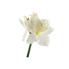 Amaryllis White