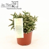 Rhipsalis baccifera subsp. horrida
