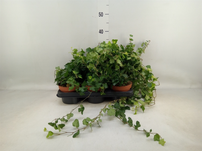 <h4>Hedera helix 'Wonder'</h4>