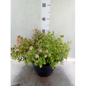 Origanum rotundif. 'Kent Beauty'