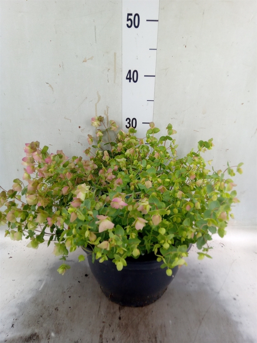 <h4>Origanum rotundif. 'Kent Beauty'</h4>