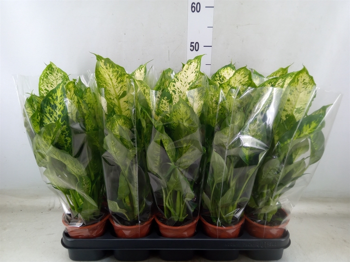 <h4>Dieffenbachia  'Compacta'</h4>