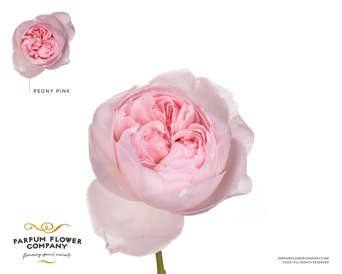 Rosa la garden peony pink (scented)