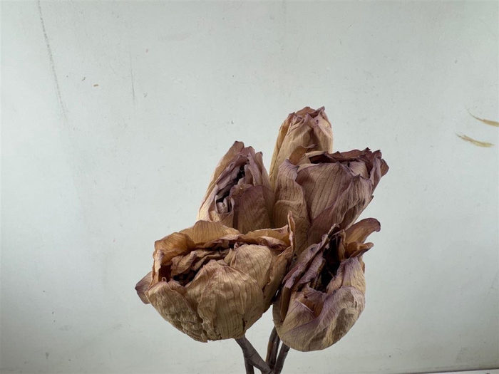 Pres Lotus Bloemen