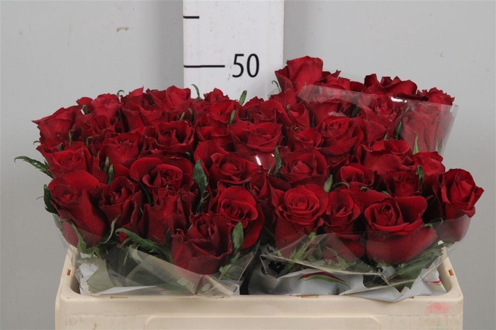 <h4>R Gr Ever Red</h4>