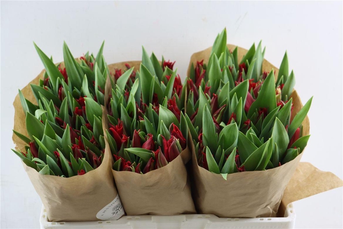 <h4>Tu Li Pretty Woman</h4>