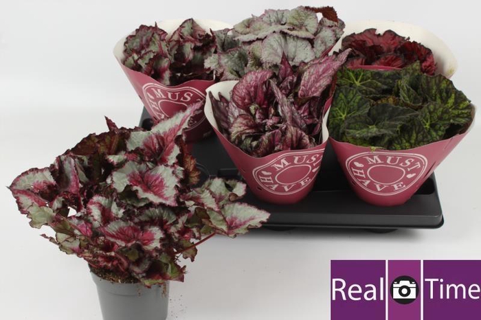 <h4>BEG BEL GEM</h4>