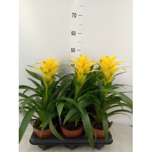 Guzmania  'Desire'