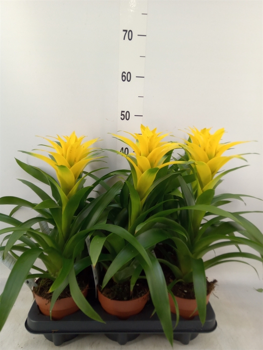 <h4>Guzmania  'Desire'</h4>