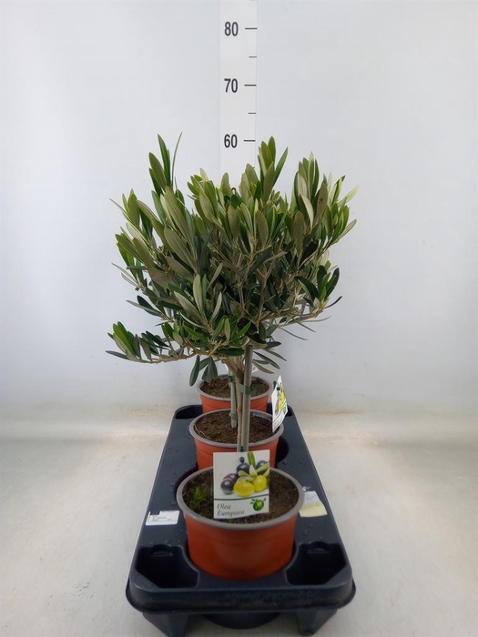 <h4>Olea europaea</h4>