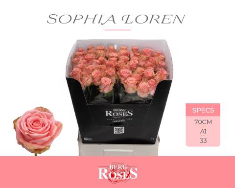 Rosa la sophia loren