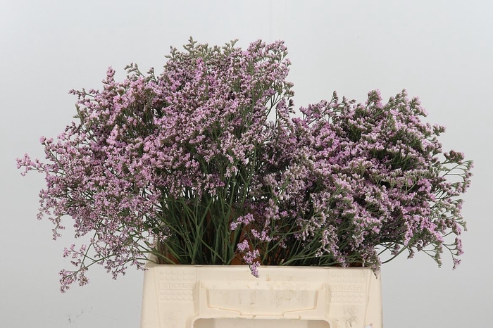 <h4>Lim Saf Oshi Pink</h4>