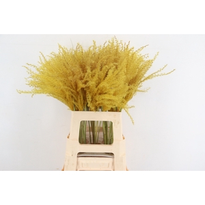 DF Miscanthus 70cm Ocher Yel.