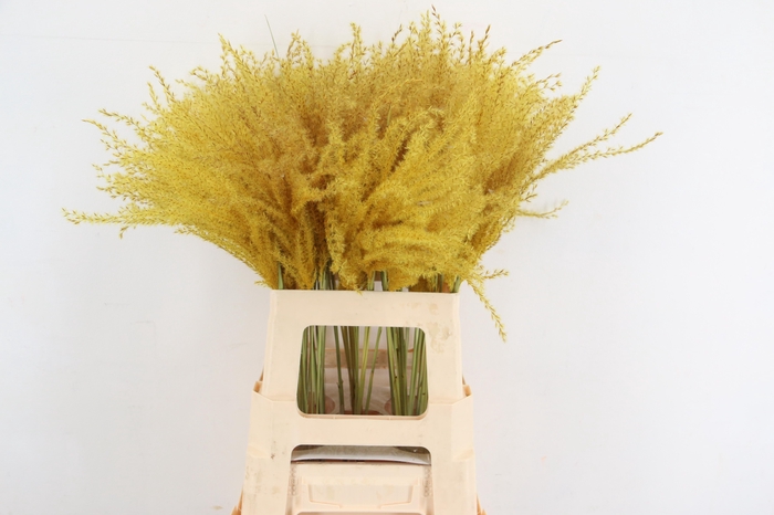 <h4>DF Miscanthus 70cm Ocher Yel.</h4>