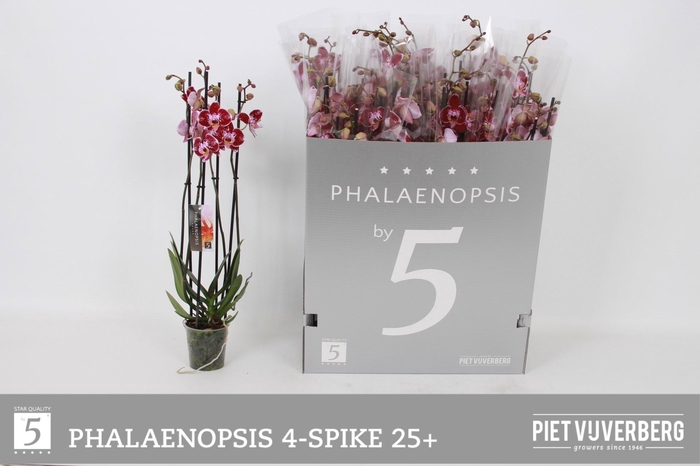 <h4>PHAL OV PAARS</h4>