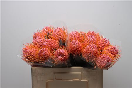 <h4>Leuco Klbh New Rose</h4>