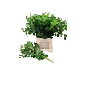 Salal Tip Cult Per Tak 60 Cm
