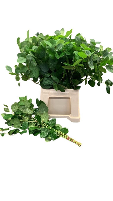 <h4>Salal Tip Cult Per Tak 50 Cm</h4>