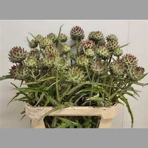Cynara Cardunculus