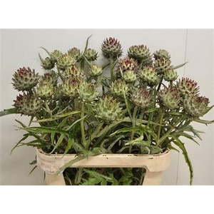 Cynara Cardunculus