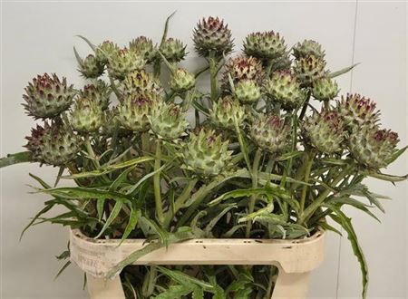 <h4>Cynara Cardunculus</h4>