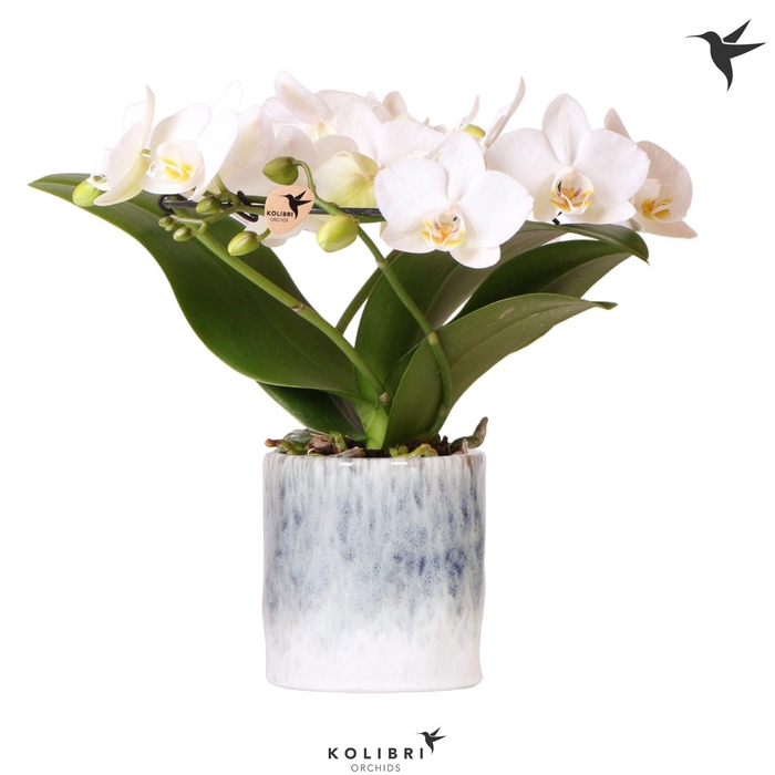<h4>Kolibri Orchids Phalaenopsis Halo white in Sky pot</h4>