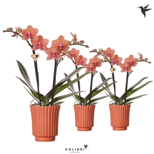 Kolibri Orchids Phalaenopsis orange 2 spike in Retro terracotta