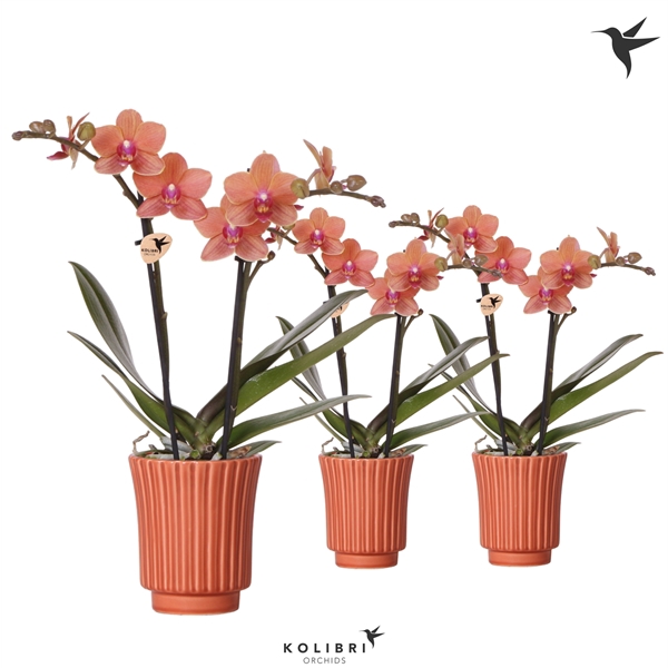 <h4>Kolibri Orchids Phalaenopsis orange 2 spike in Retro terracotta</h4>