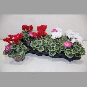 Cycl Kl Sup Picasso Red & White