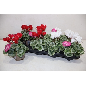 Cycl Kl Sup Picasso Red & White