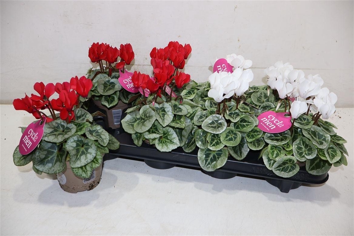 <h4>Cycl Kl Sup Picasso Red & White</h4>