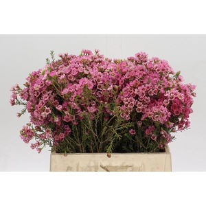 Chamelaucium Sarah's Delight