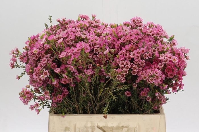 <h4>Chamelaucium Sarah's Delight</h4>