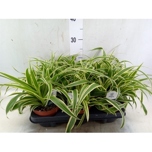 Chlorophytum com. 'Vittatum'